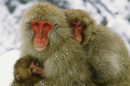 macaque4.jpg