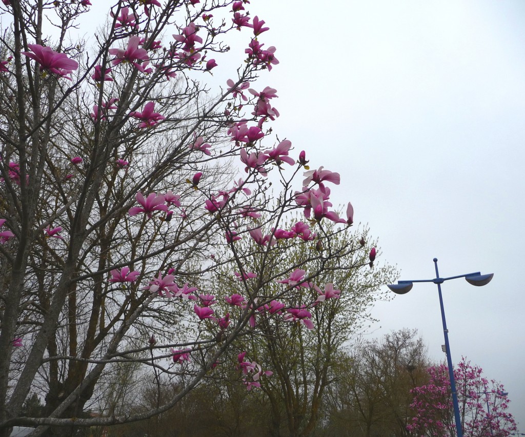 magnoliar